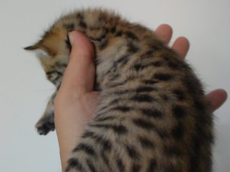 Rose sauvage chaton savannah F4-chatterie-moonwalk