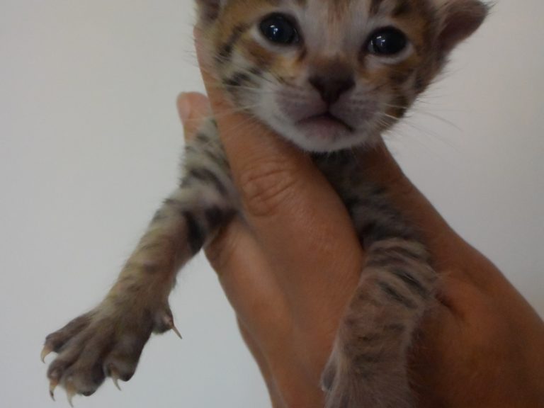 Rebelle de la savane chaton savannah F4-chatterie-moonwalk