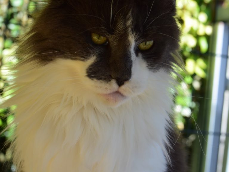 Moonwalk Ma Muse blue smoke et blanc femelle maine coon- chatterie moonwalk