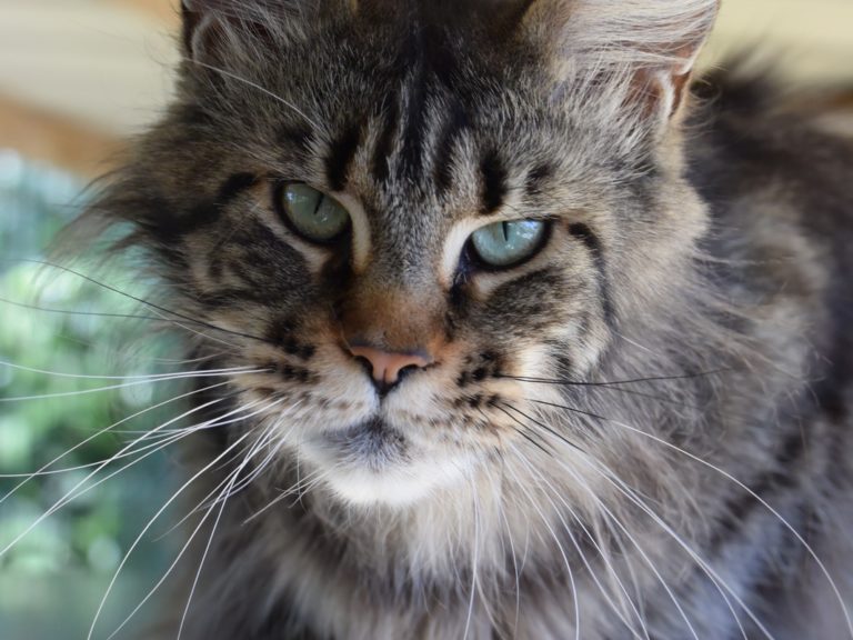 Moonwalk Isis Love LR femelle maine coon-Brown blotched tabby- chatterie moonwalk