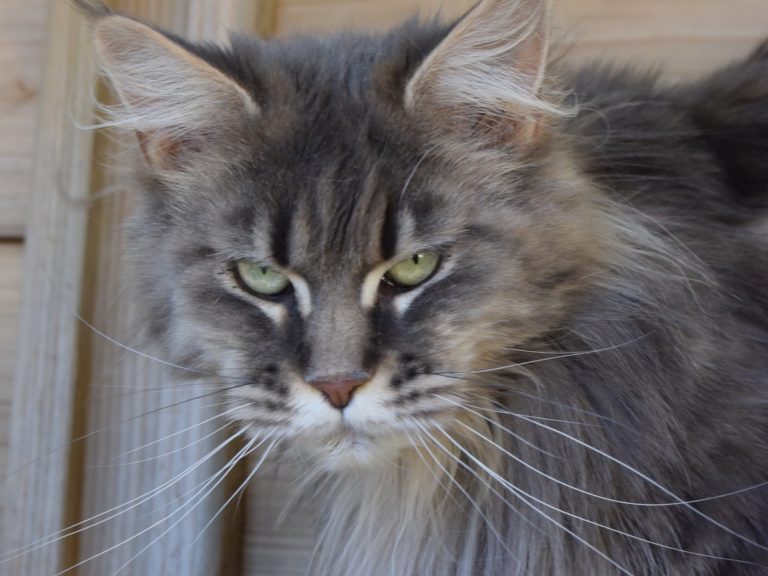 Moonwalk Obsession - Femelle Maine coon - bleu blotched tabbye-Chatterie Moonwalk