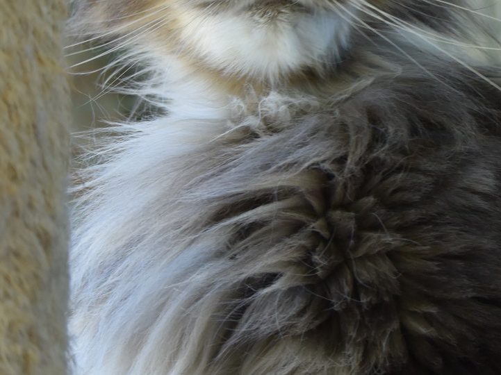 Moonwalk Obsession - Femelle Maine coon - bleu blotched tabbye-Chatterie Moonwalk