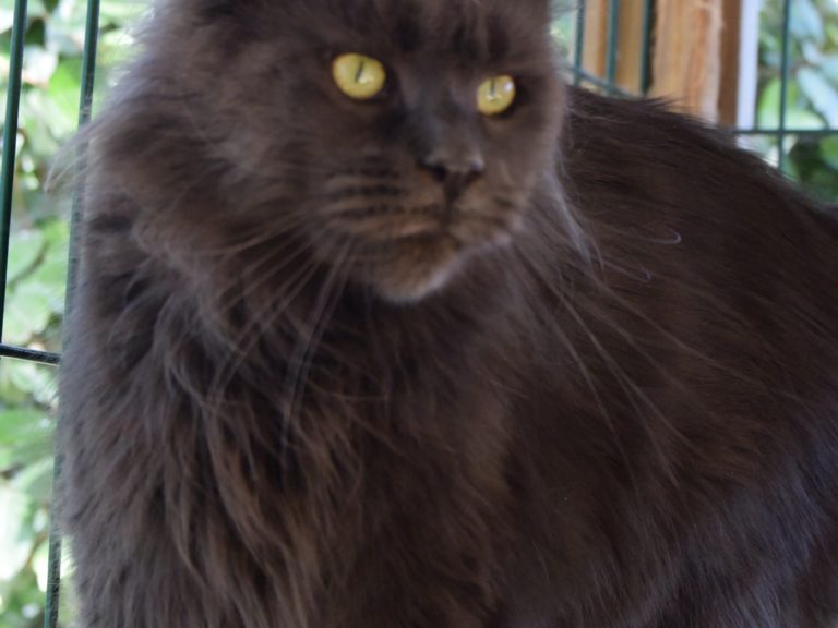 Moonwalk N'Sheridan blue smoke-femelle Maine coon- chatterie moonwalk