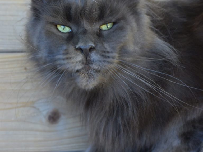 Moonwalk N'Sheridan blue smoke-femelle Maine coon- chatterie moonwalk