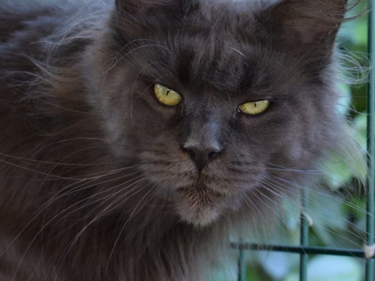 Moonwalk N'Sheridan blue smoke-femelle Maine coon- chatterie moonwalk