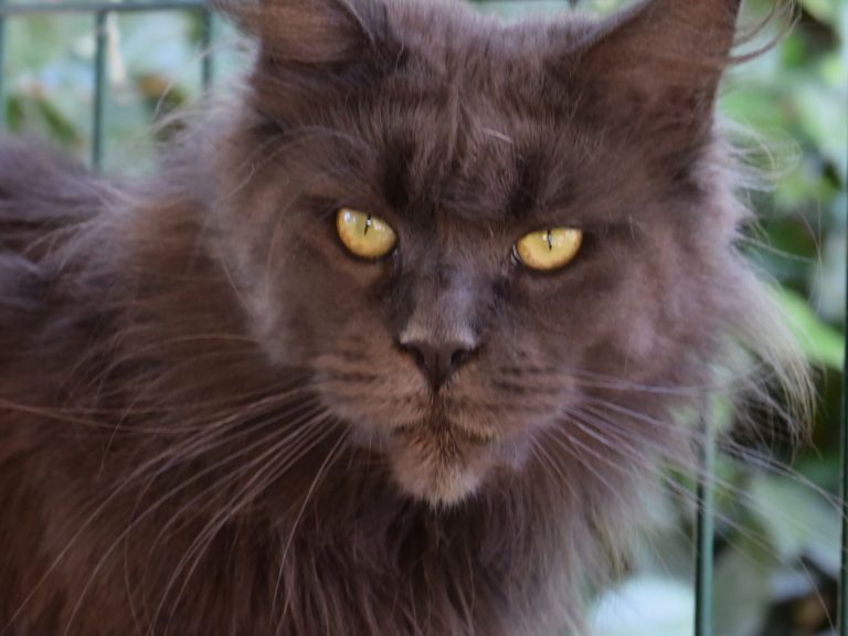 Moonwalk N'Sheridan blue smoke-femelle Maine coon- chatterie moonwalk