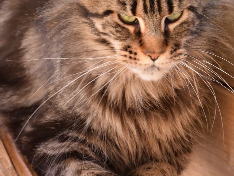 Moonwalk Isis Love LR femelle maine coon-Brown blotched tabby- chatterie moonwalk