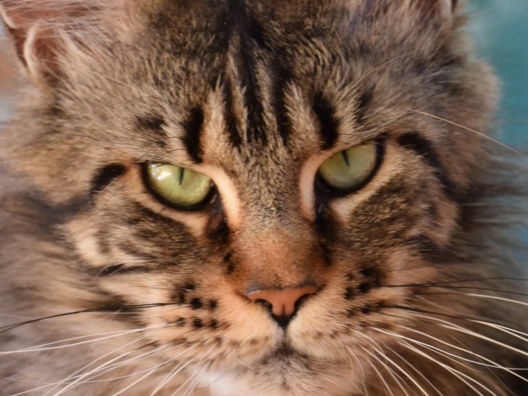 Moonwalk Isis Love LR femelle maine coon-Brown blotched tabby- chatterie moonwalk