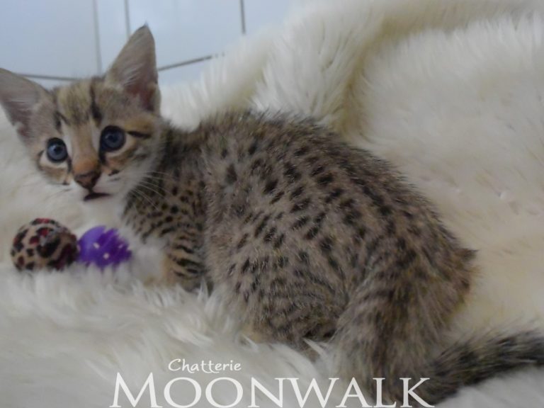 Moonwalk Querida Mia femelle savannah de generation F2 - Brown spotted tabby-chatterie Moonwalk