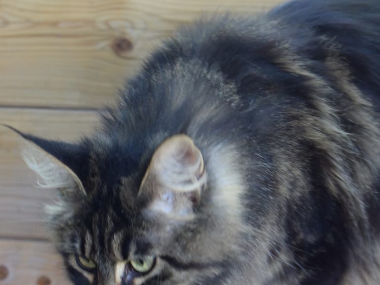 Moonwalk Paris by Night femelle maine coon-Brown blotched tabby- chatterie moonwalk