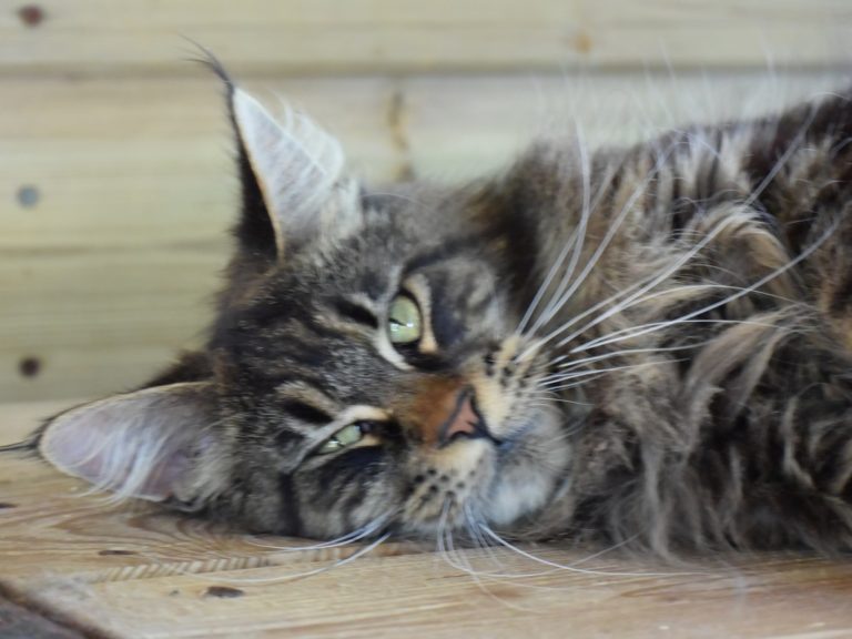 Moonwalk Paris by Night femelle maine coon-Brown blotched tabby- chatterie moonwalk