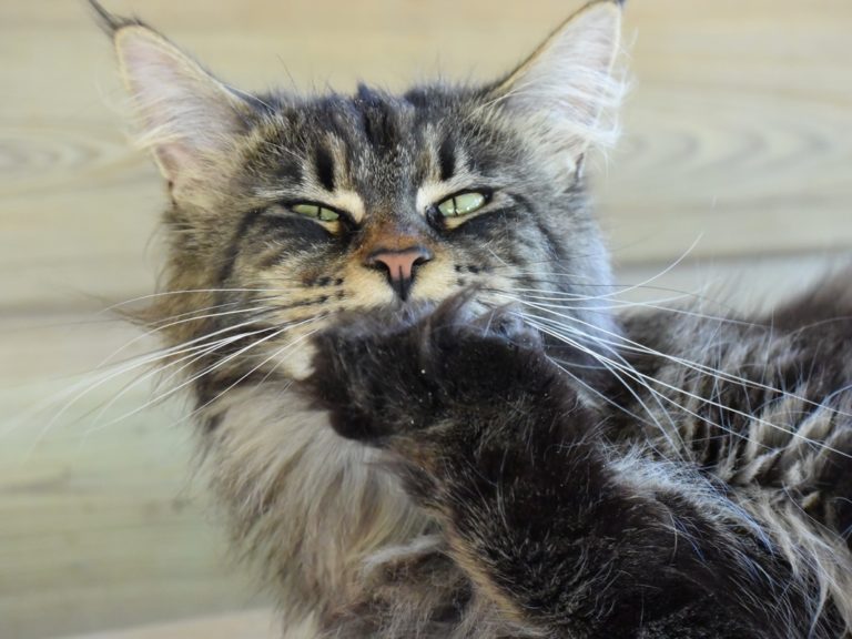 Moonwalk Paris by Night femelle maine coon-Brown blotched tabby- chatterie moonwalk