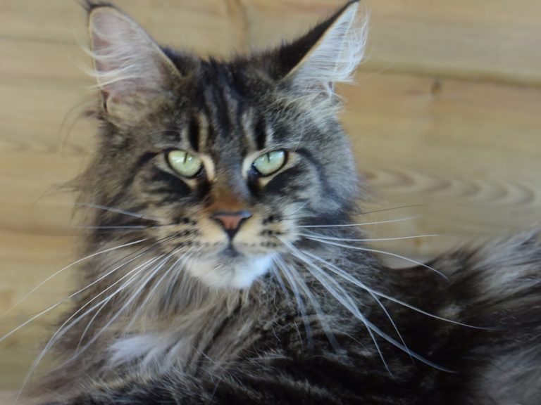 Moonwalk Paris by Night femelle maine coon-Brown blotched tabby- chatterie moonwalk