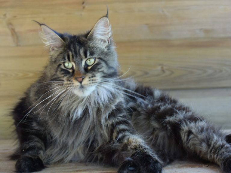 Moonwalk Paris by Night femelle maine coon-Brown blotched tabby- chatterie moonwalk