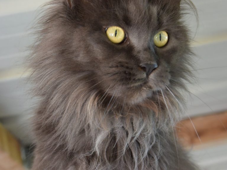 Moonwalk Ornorme - Femelle Maine coon - bleu smoke-Chatterie Moonwalk