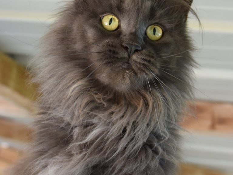 Moonwalk Ornorme - Femelle Maine coon - bleu smoke-Chatterie Moonwalk