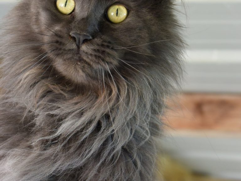 Moonwalk Ornorme - Femelle Maine coon - bleu smoke-Chatterie Moonwalk