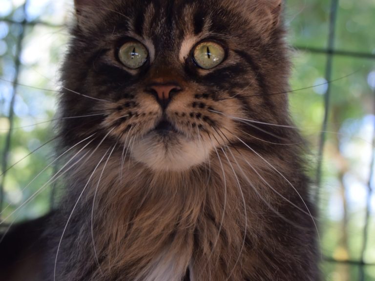 Moonwalk Paris by Night femelle maine coon-Brown blotched tabby- chatterie moonwalk