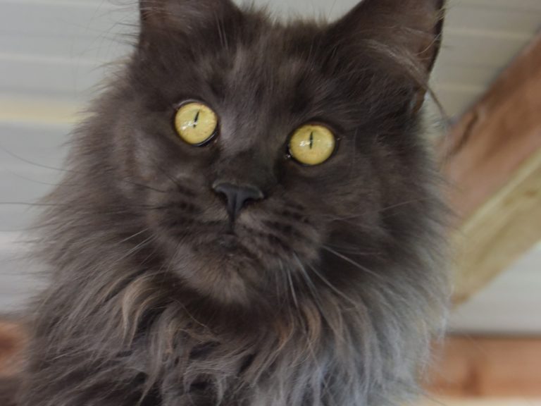 Moonwalk Ornorme - Femelle Maine coon - bleu smoke-Chatterie Moonwalk