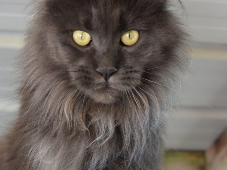 Moonwalk Ornorme - Femelle Maine coon - bleu smoke-Chatterie Moonwalk