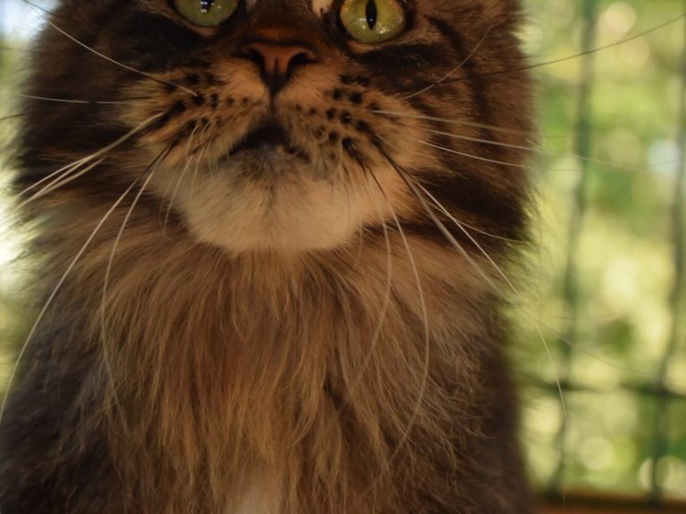 Moonwalk Paris by Night femelle maine coon-Brown blotched tabby- chatterie moonwalk