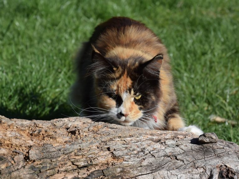 Moonwalk Oh Billie Jeans femelle maine coon-Black tortie blotched tabby et blanc- chatterie moonwalk