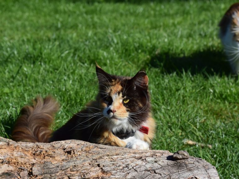 Moonwalk Oh Billie Jeans femelle maine coon-Black tortie blotched tabby et blanc- chatterie moonwalk