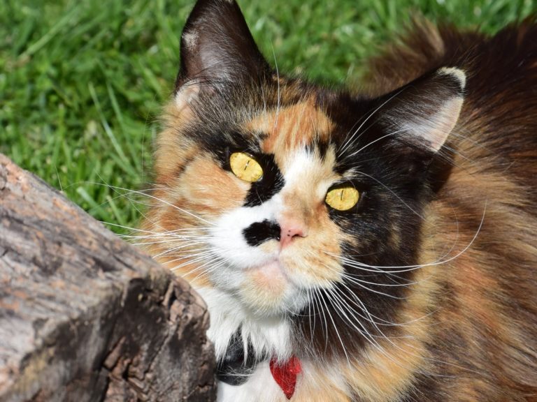 Moonwalk Oh Billie Jeans femelle maine coon-Black tortie blotched tabby et blanc- chatterie moonwalk