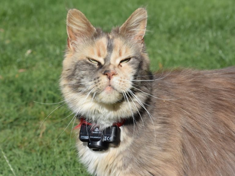 Moonwalk Mamy blue femelle Maine coon - chatterie Moonwalk