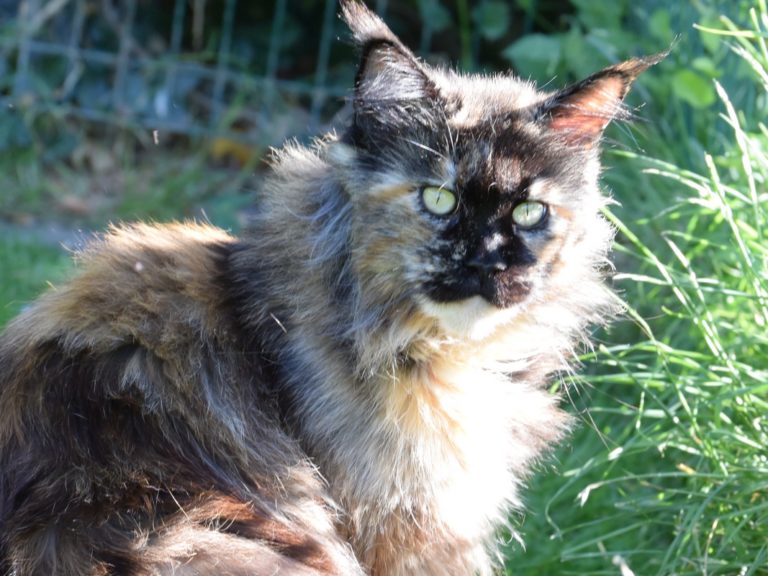 Moonwalk Lisa Blues -femelle maine coon-Brown tortie blotched tabby-chatterie Moonwalk