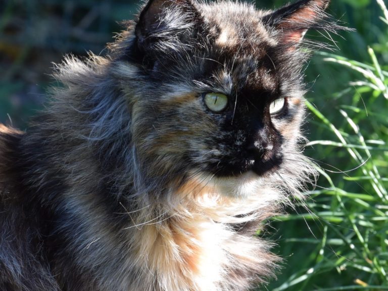 Moonwalk Lisa Blues -femelle maine coon-Brown tortie blotched tabby-chatterie Moonwalk