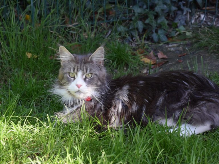Moonwalk New York femelle maine coon- Bleue silver et blanc- chatterie moonwalk