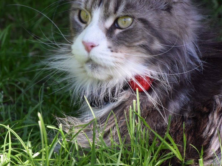Moonwalk New York femelle maine coon- Bleue silver et blanc- chatterie moonwalk