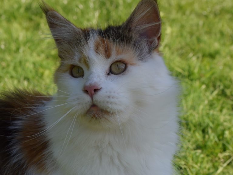 Moonwalk Marilyne Monroe -femelle maine coon-Brown tortie blotched tabby et blanc- chatterie moonwalk