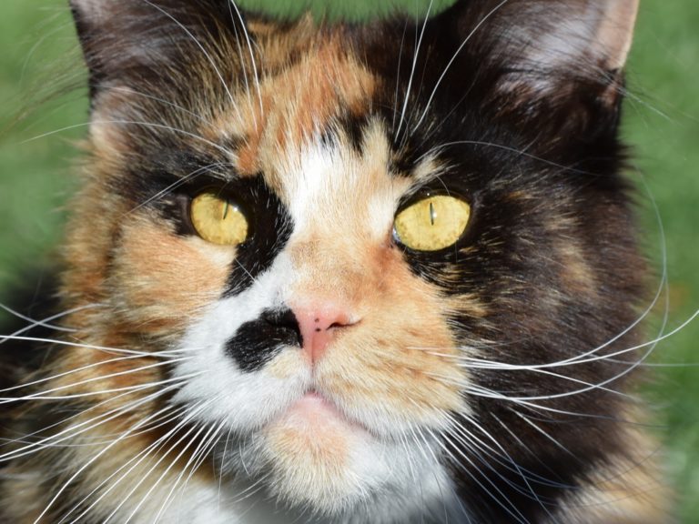 Moonwalk Oh Billie Jeans femelle maine coon-Black tortie blotched tabby et blanc- chatterie moonwalk