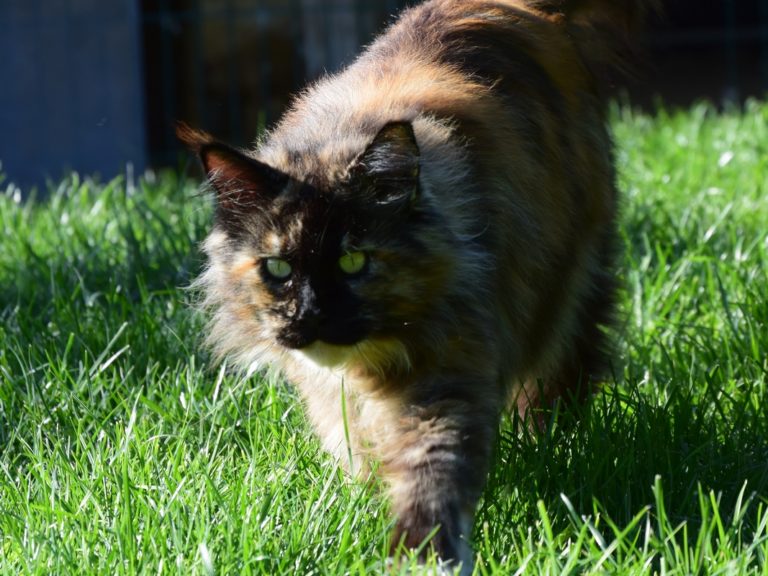 Moonwalk Lisa Blues -femelle maine coon-Brown tortie blotched tabby-chatterie Moonwalk