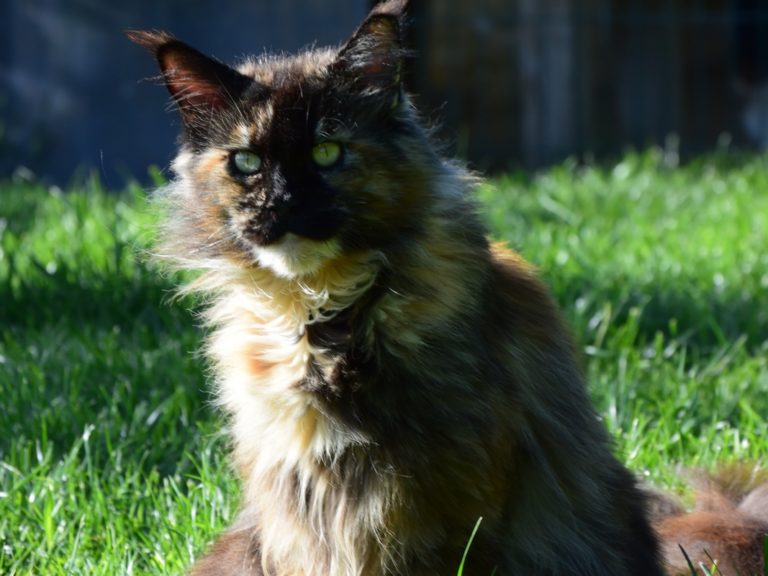 Moonwalk Lisa Blues -femelle maine coon-Brown tortie blotched tabby-chatterie Moonwalk