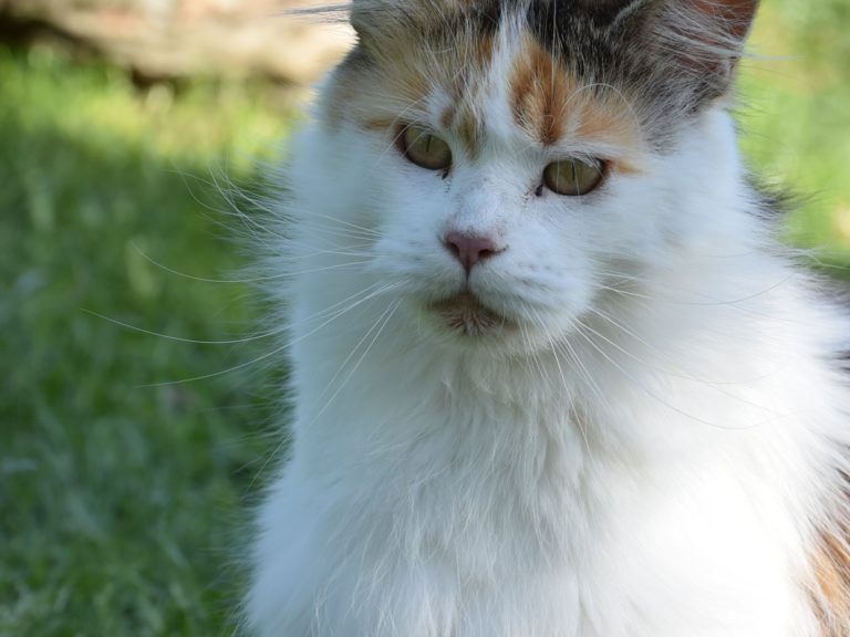 Moonwalk Marilyne Monroe -femelle maine coon-Brown tortie blotched tabby et blanc- chatterie moonwalk