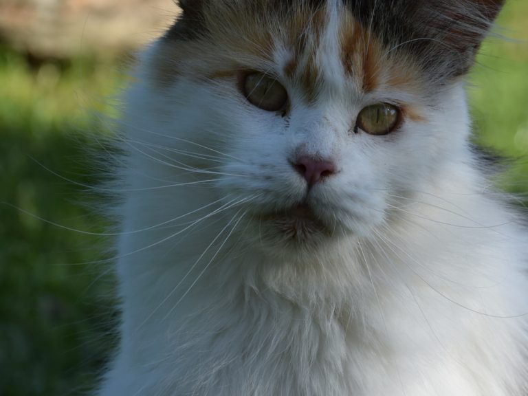 Moonwalk Marilyne Monroe -femelle maine coon-Brown tortie blotched tabby et blanc- chatterie moonwalk