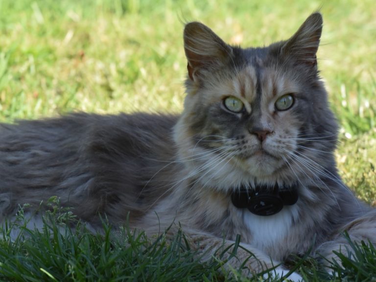 Moonwalk Mamy blue femelle maine coon- Bleue creme et blanc- chatterie moonwalk