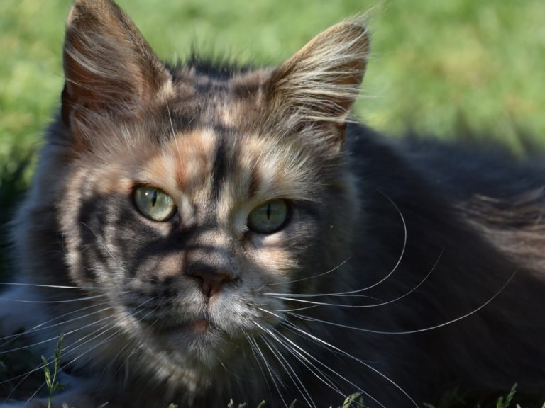 Moonwalk Mamy blue femelle Maine coon - chatterie Moonwalk