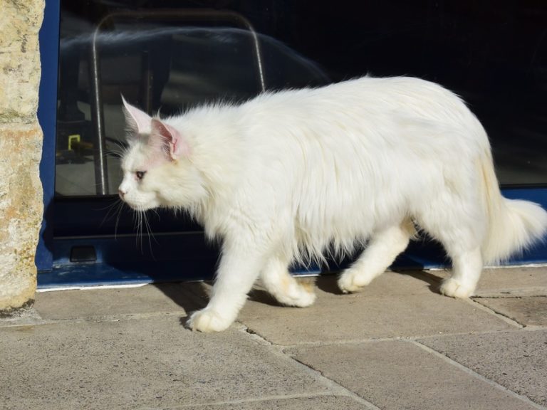 Moonwalk overdose of love- chatte Maine coon - blanche aux yeux bleus-chatterie-moonwalk