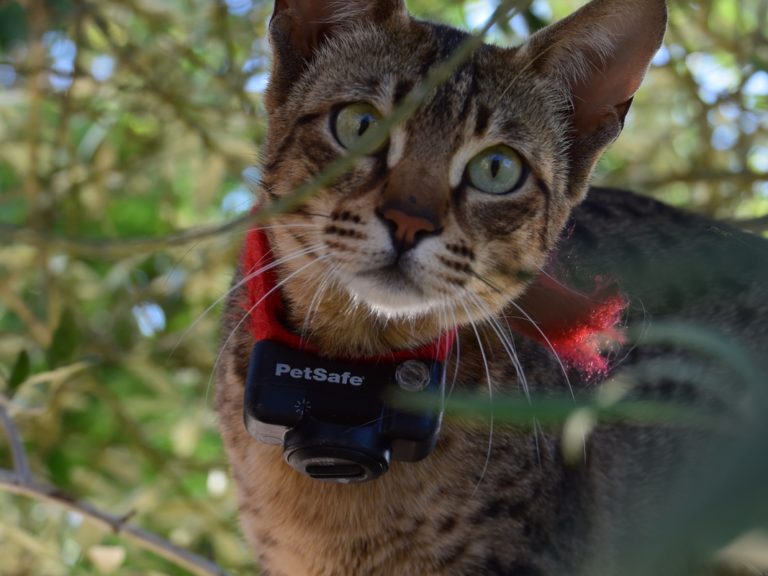 Moonwalk Piraya femelle Savannah de generation F6 - Femmelle Savannah-chatteriemoonwalk