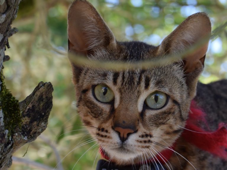 Moonwalk Piraya femelle Savannah de generation F6 - Femmelle Savannah-chatteriemoonwalk