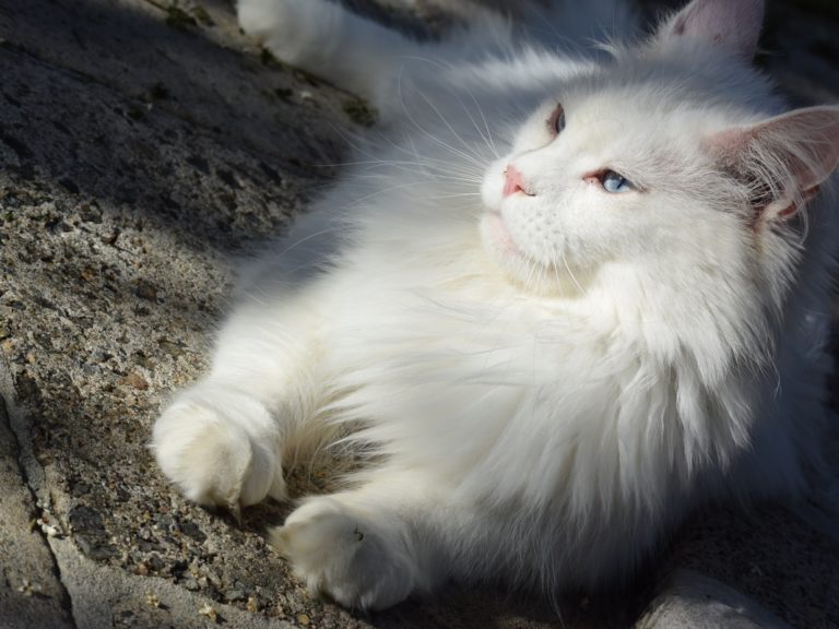 Moonwalk overdose of love- chatte Maine coon - blanche aux yeux bleus-chatterie-moonwalk