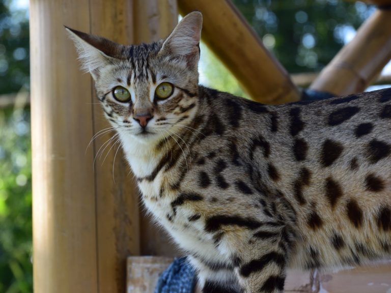 Moonwalk Querala femelle savannah de generation F2 - Brown spotted tabby-chatterie Moonwalk