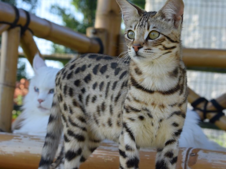 Moonwalk Querala femelle savannah de generation F2 - Brown spotted tabby-chatterie Moonwalk