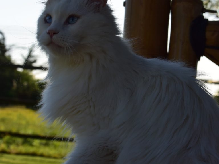 Moonwalk overdose of love- chatte Maine coon - blanche aux yeux bleus-chatterie-moonwalk