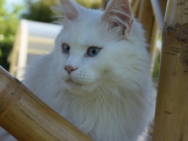 Moonwalk overdose of love- chatte maine coon - blanche aux yeux bleus-chatterie-moonwalk