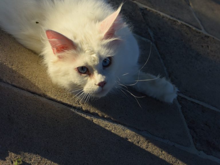 Moonwalk overdose of love- chatte maine coon - blanche aux yeux bleus-chatterie-moonwalk
